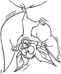 bartok.jpg