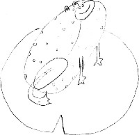 crapaud_sandra.jpg