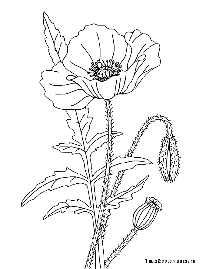 Joli coquelicot