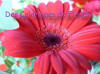 Venez colorier ces fleurs !!