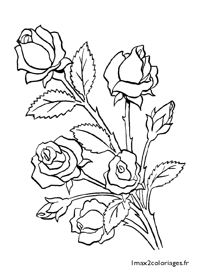 Des roses à colorier