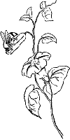 abeille_fleur.gif