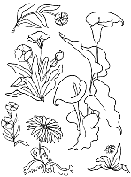 arum.gif