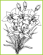 Un bouquet d'Amaryllis