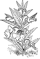 boutons_fleurs.gif