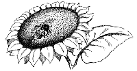 mouche_tournesol.gif
