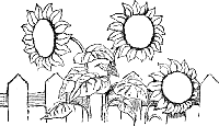 tournesols.gif