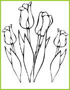 Des tulipes a colorier