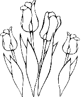 tulipe.gif
