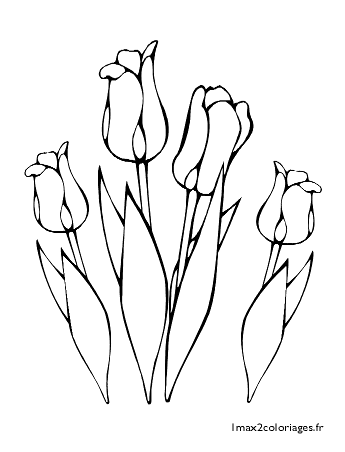 Des tulipes