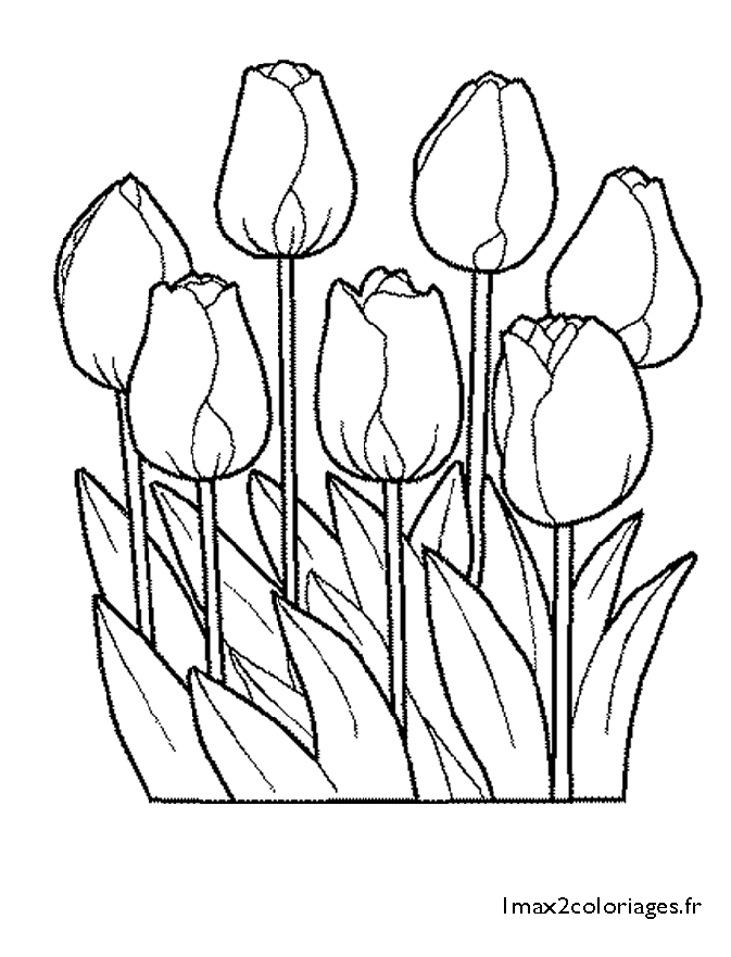 Tulipes à colorier