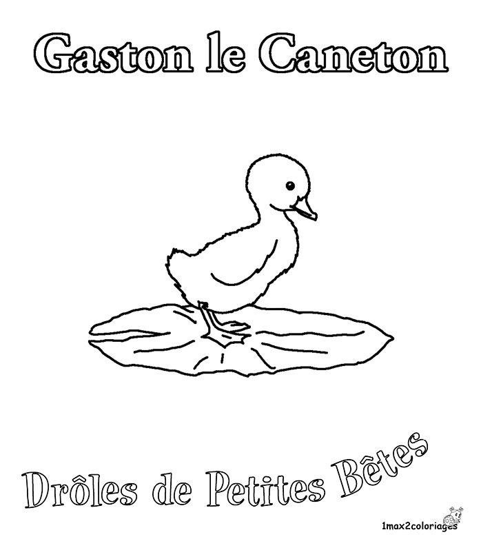 Gaston le caneton