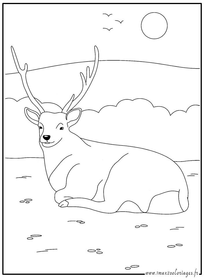 coloriage  cerf