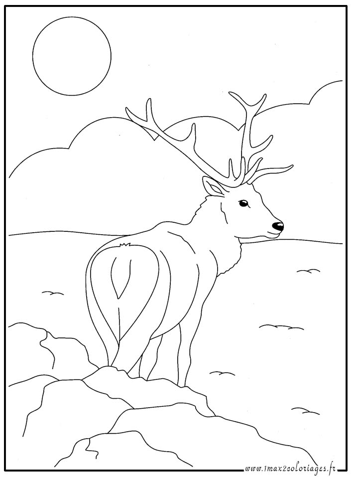 coloriage  cerf