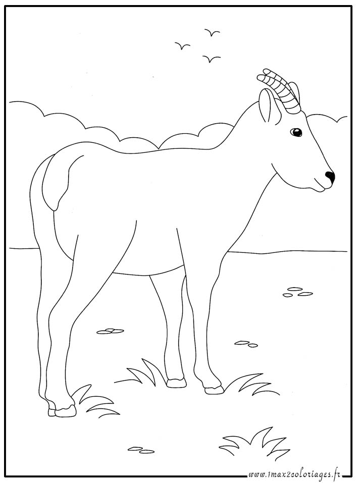 coloriage  chamois