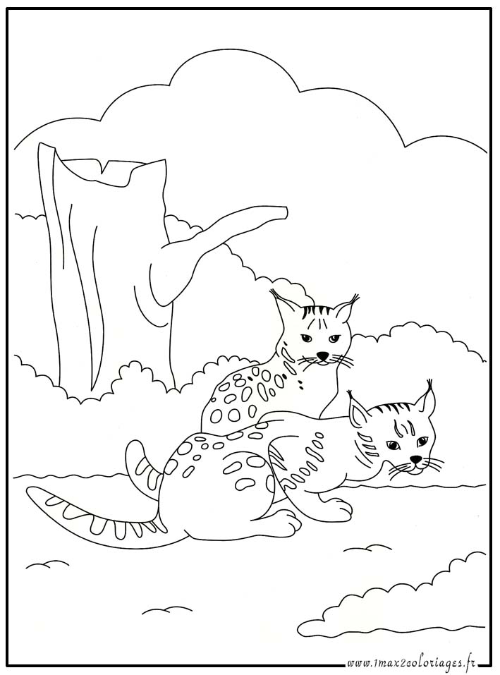 coloriage  Chats sauvages