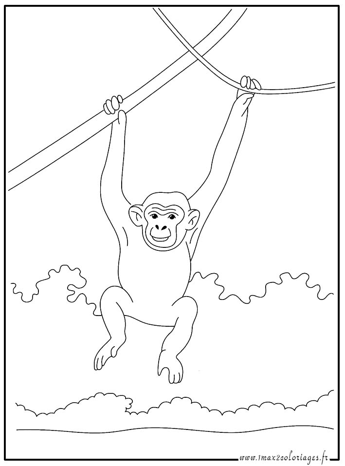 coloriage  Chimpanzé