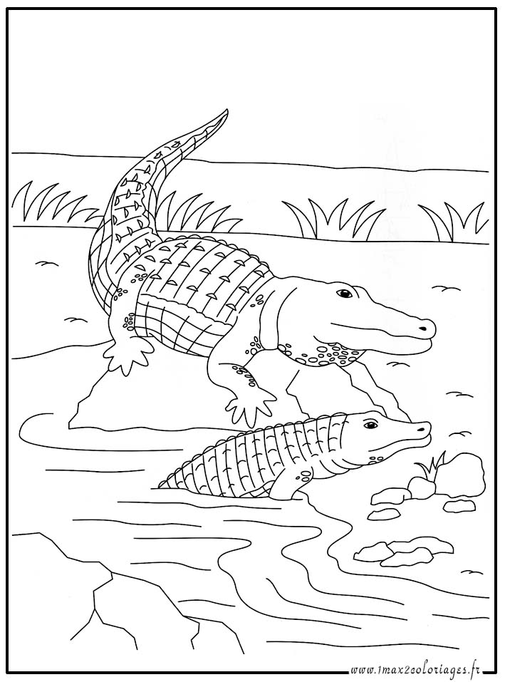 coloriage  Crocodile
