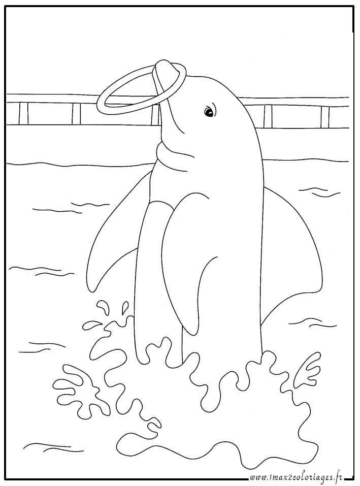 coloriage  Dauphin