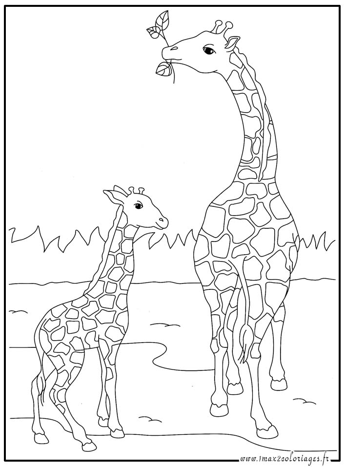 Coloriages Animaux Du Monde Les Girafes