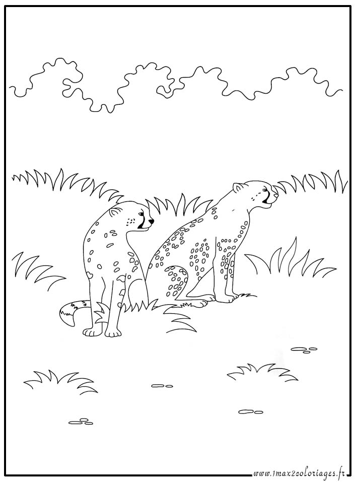 coloriage  Guépard