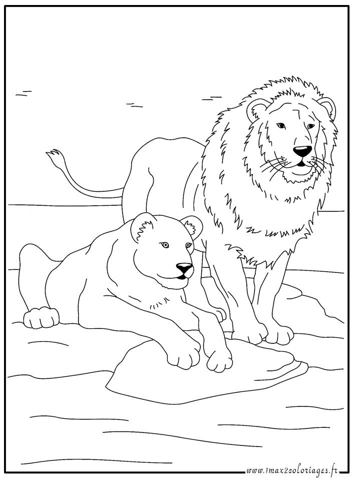 Coloriages Animaux du monde  le lion et la lionne