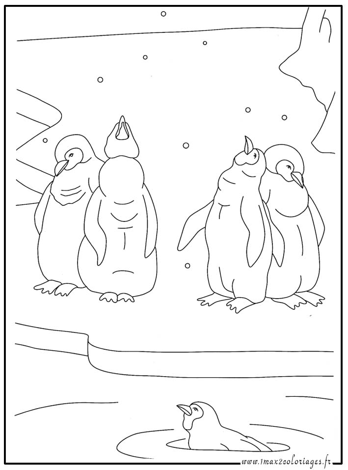 coloriage  Pingouins