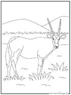 coloriage antilope