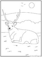 coloriage cerf