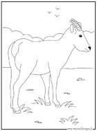 coloriage chamois