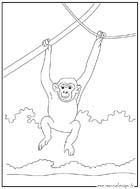 coloriage chimpanze