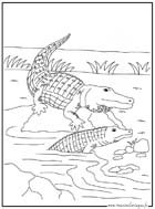 coloriage crocodile