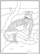 coloriage leopard