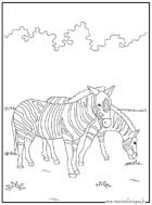 coloriages zebre