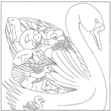 coloriage bestiaire les cygnes