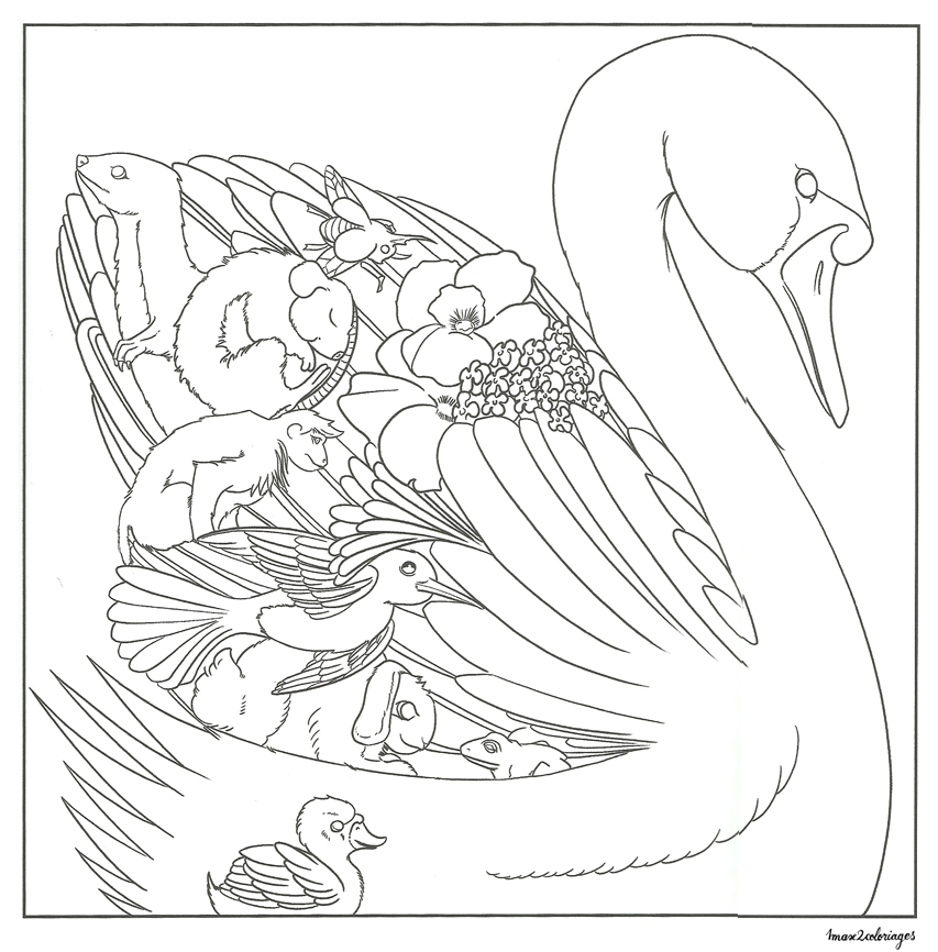 coloriage bestiaire cygnes