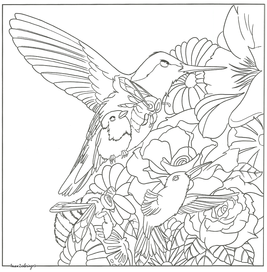 coloriage bestiaire oiseaux