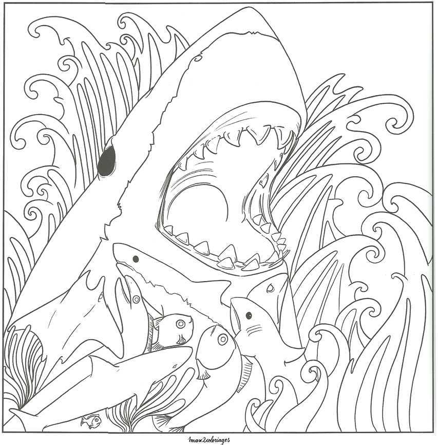 coloriage bestiaire requins