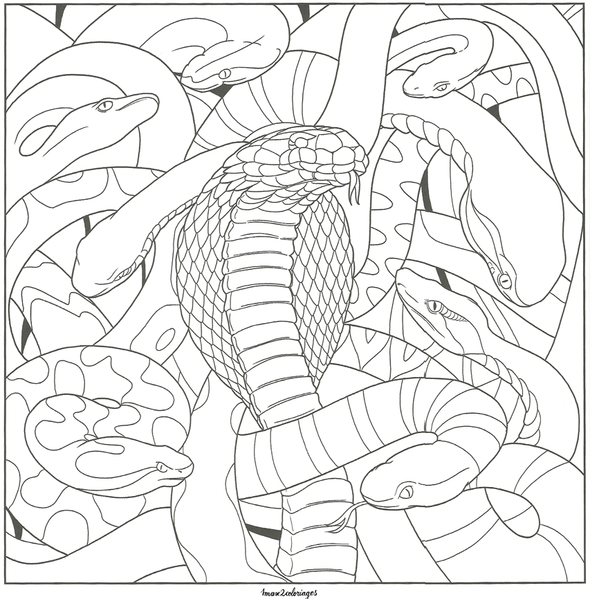 coloriage bestiaire serpents