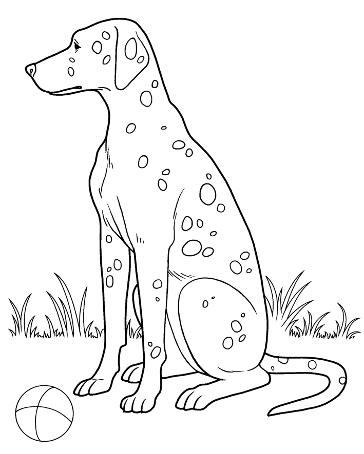 coloriage de dalmatien