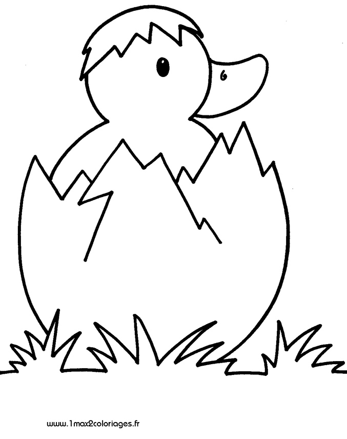 mes premiers coloriage petit canard,coquille