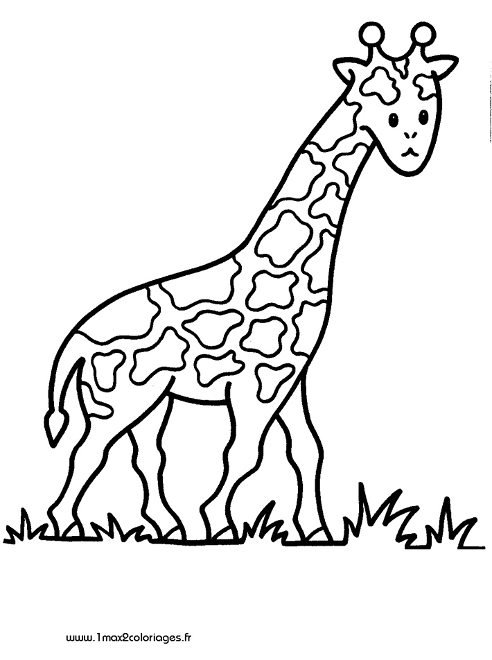 mes premiers coloriage girafe