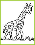 girafe.jpg