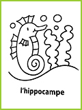 mon premier imagier l'hippocampe