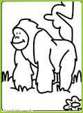un orang outan tres gentil