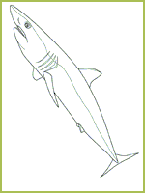 requin_coloriage.gif