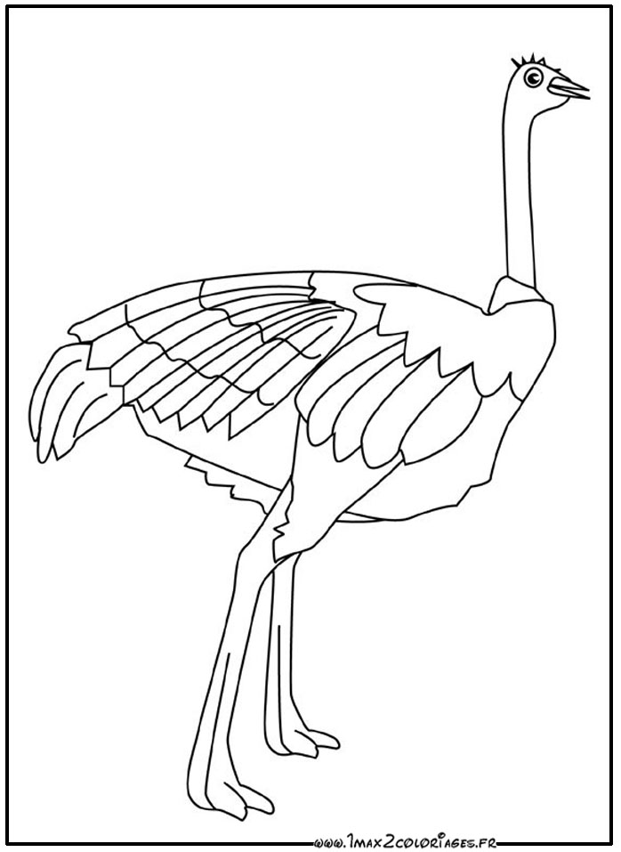 coloriage Autruche