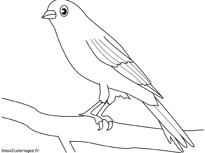 coloriage  Canari