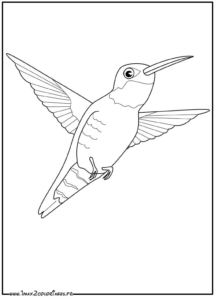 coloriage Colibri