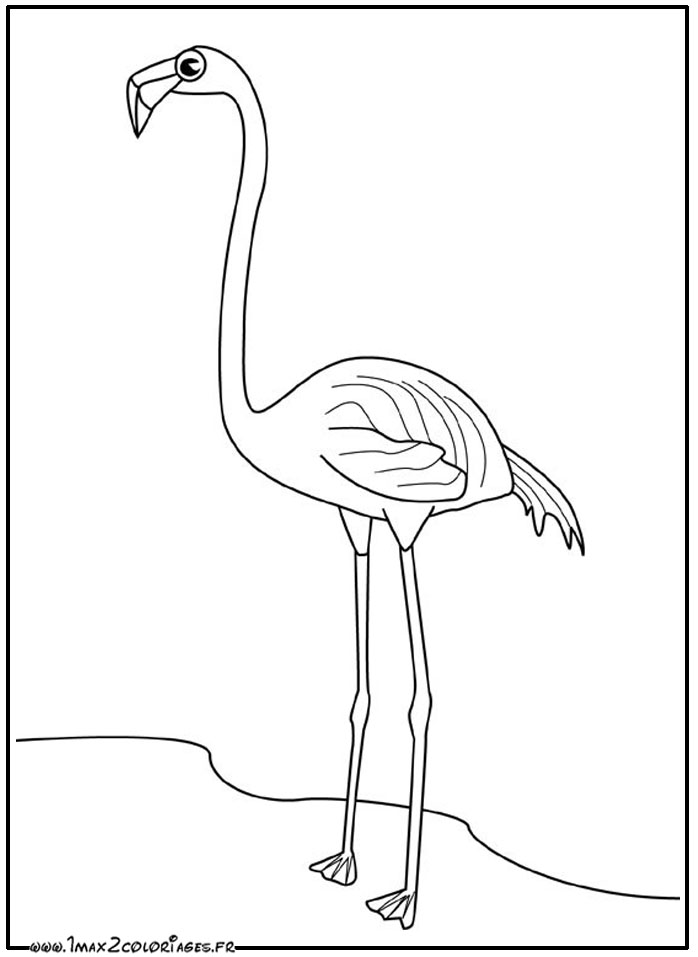 coloriage Flamant Rose 